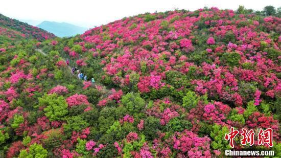 江西丰城升华山漫山杜鹃花开 美丽如画卷