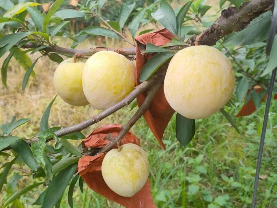 夏日迎好"李",韶关乐昌两江镇万亩黄金柰李即将成熟上市