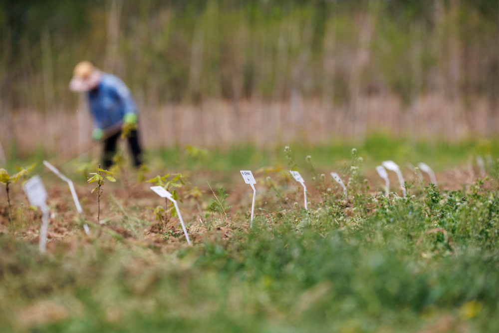 近6万颗榆树种子汇聚通州,北京乡土树种重回城市生活