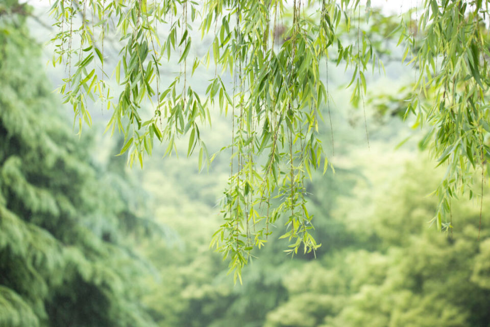 柳树鹅黄图片