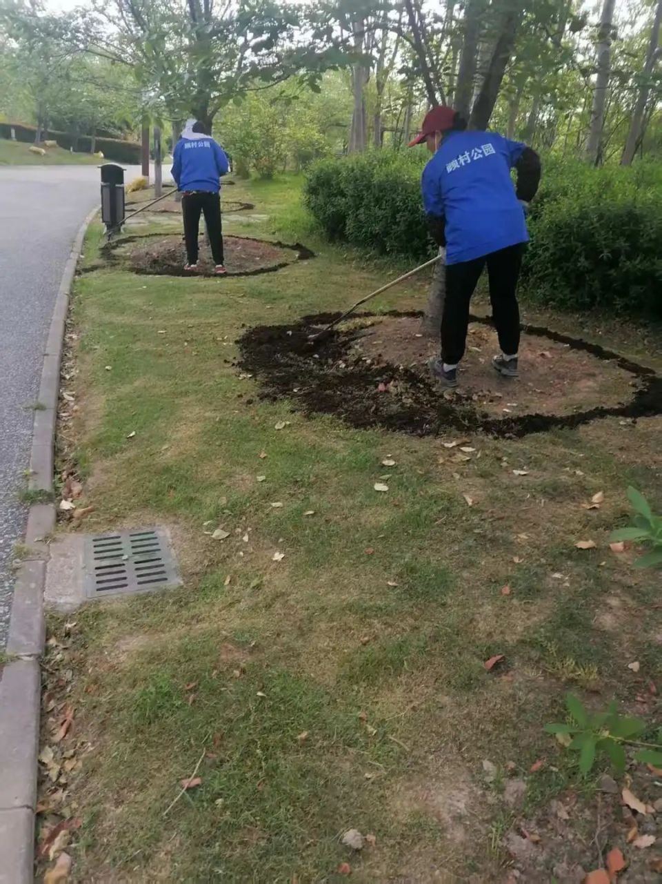 花后"进补"正当时,是他们的汗水浇灌了顾村公园的明年繁花