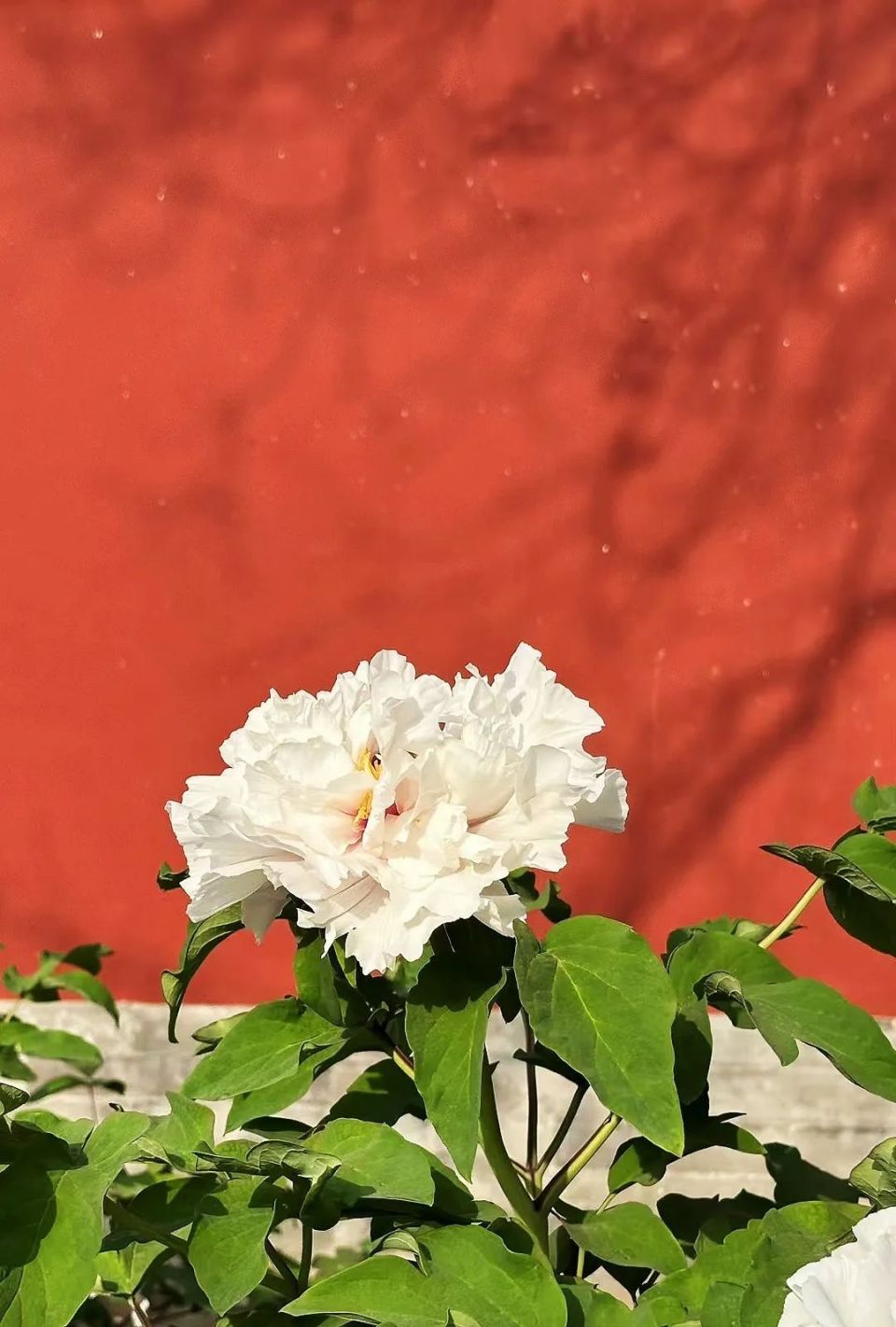 狗血狗粮一起撒 儿媳上位变宠妃