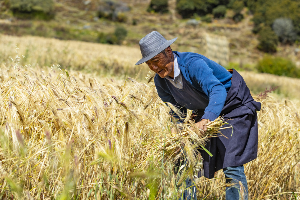 四川亚丁:高原山村青稞喜丰收