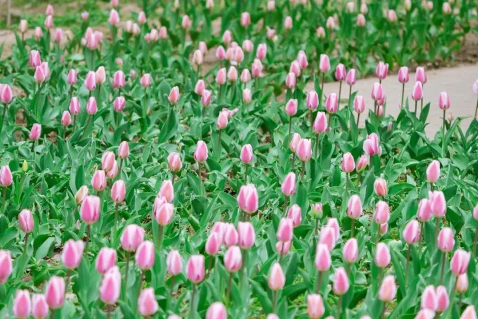 快来拍照呀!朝阳公园又多了3只黑天鹅萌宝_腾讯新闻