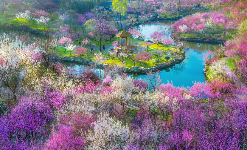 赏花露营走俏3月以来西安这些赏花景区人气暴增157