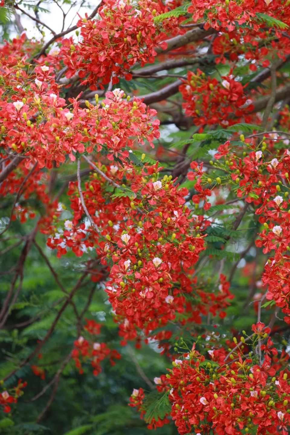 初夏的阳江,红了红了!