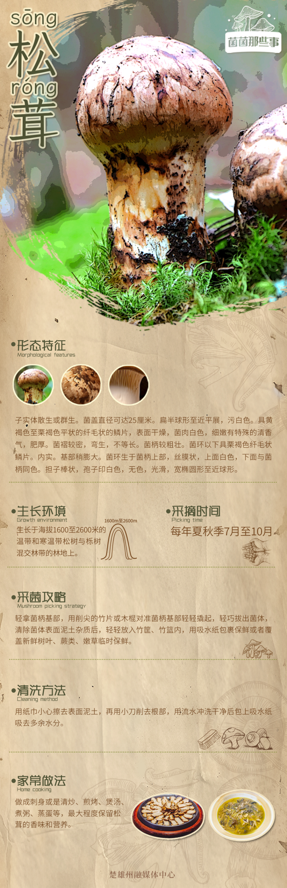 菌菌那些事 | 松茸:菌子界的"扛把子"