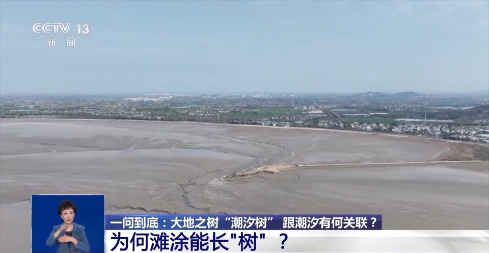 一问到底丨大地之树“潮汐树” 跟潮汐有何关联？_腾讯新闻