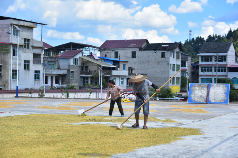 黄平县上塘镇:全面开放"晒粮场",守护群众"粮袋子"