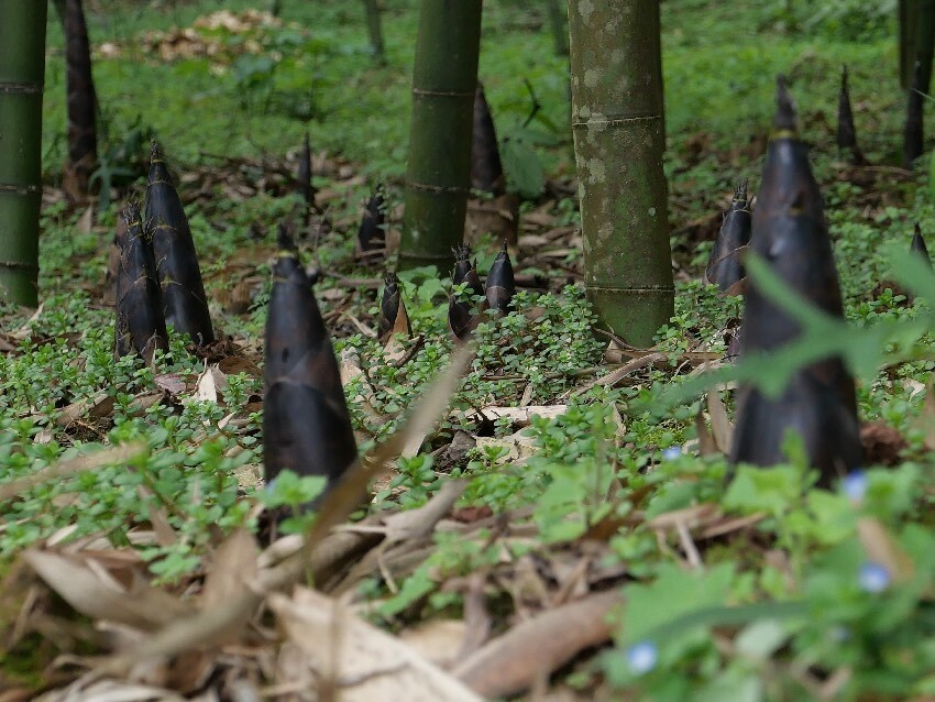 向森林要食物 四川率先启动建设"天府森林粮库"