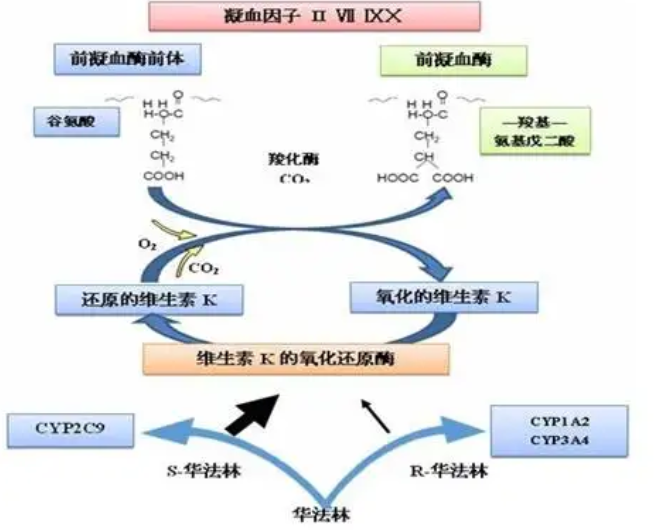 凝血系统 腾讯网