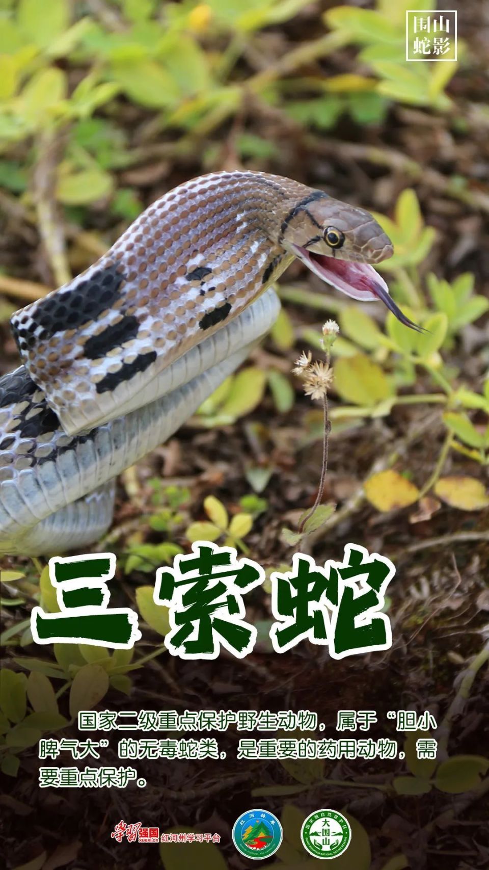 秘境红河 | 围山蛇影——揭秘云南大围山里的蛇类密码