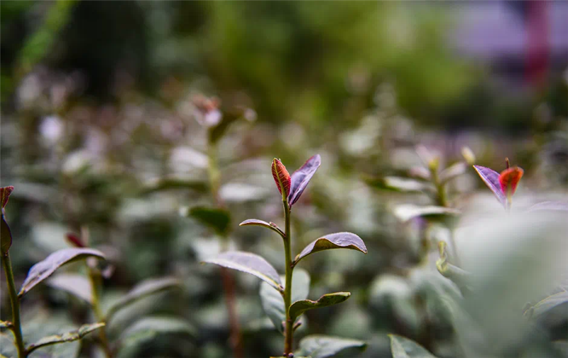 沐川紫茶这样紫的魅力