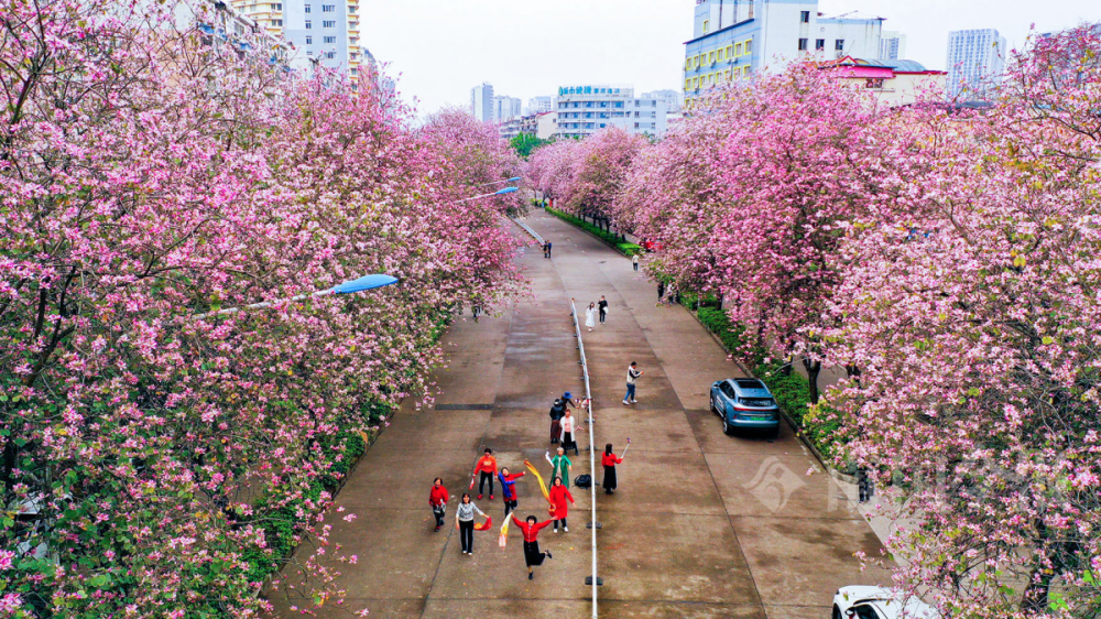 紫荆花手抄报图片图片