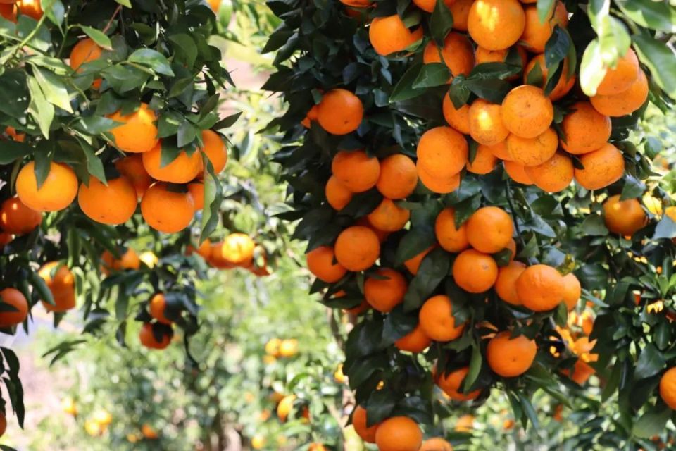 施甸县特色水果产业铺就乡村振兴致富路_腾讯新闻