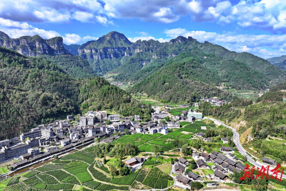 吕洞山镇浓浓茶香沁人心千古茶事传美名