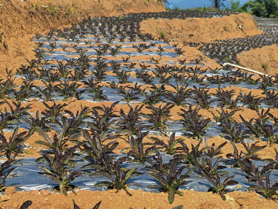 [南方生姜网-图片加载]