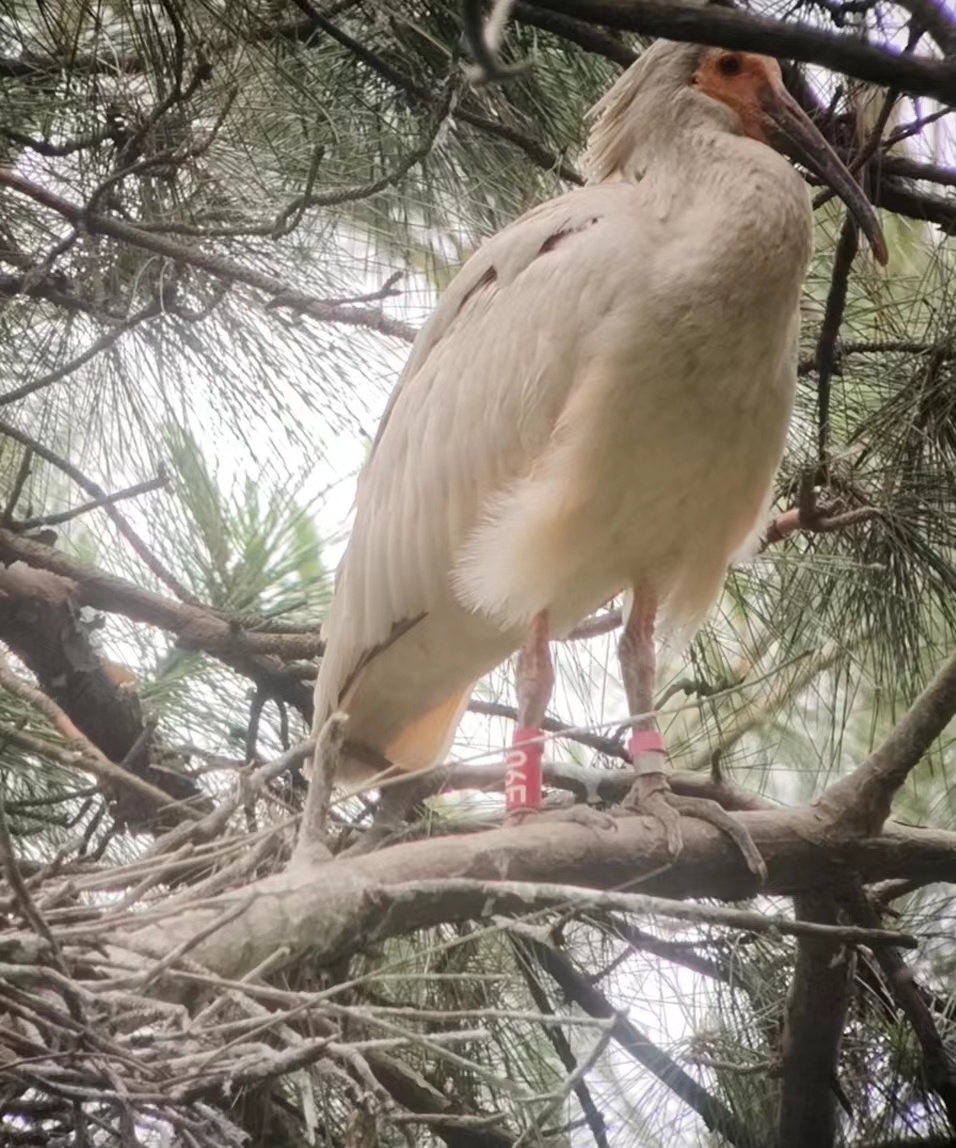 河南罗山朱鹮繁育基地再创记录!野外已成功孵化81只雏鸟
