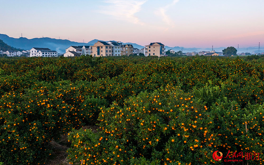 浙江黄岩蜜橘满园喜丰收