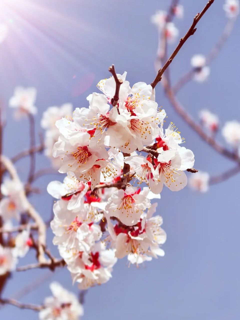 万亩「杏花」已上线!花期短暂,速来