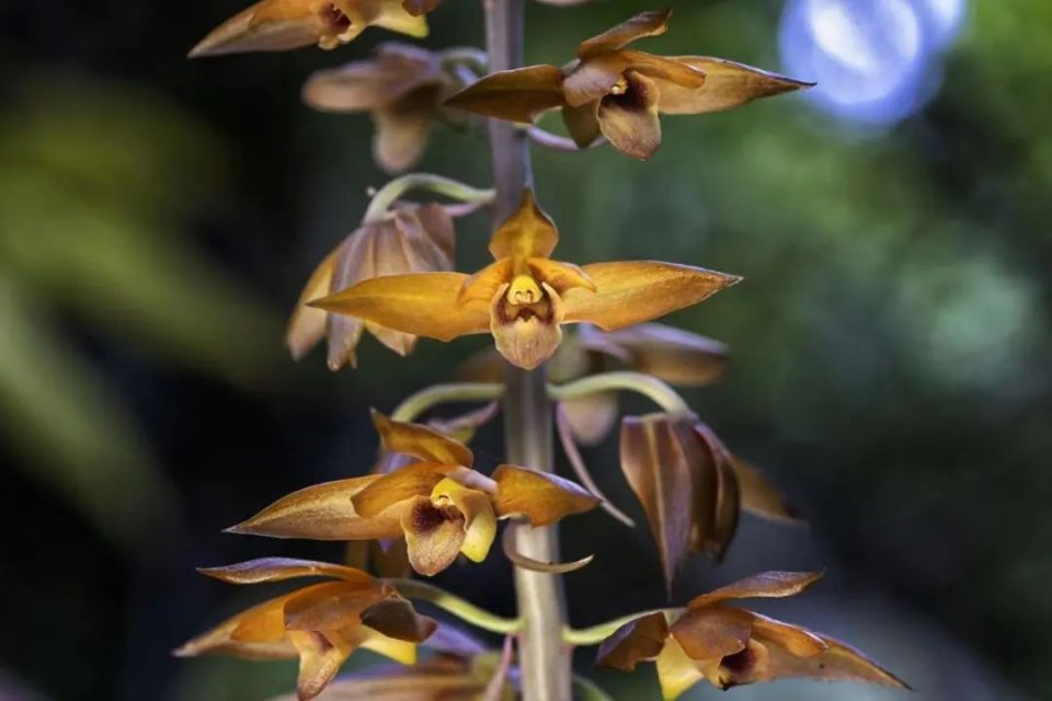 珍稀野生无叶美冠兰惊现河源万绿湖!