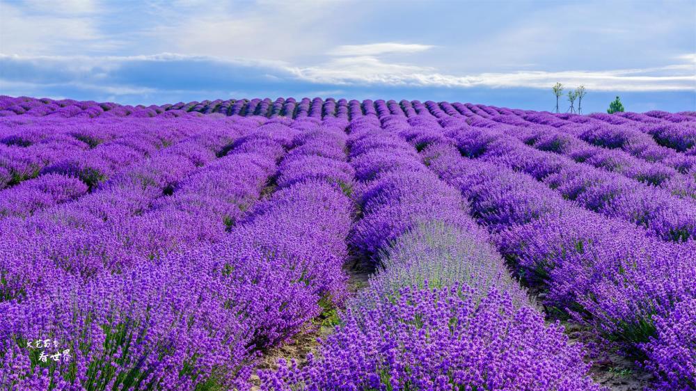 在新疆伊犁旅行,稍不留神就会落入薰衣草花海,随便一拍都很美_腾讯