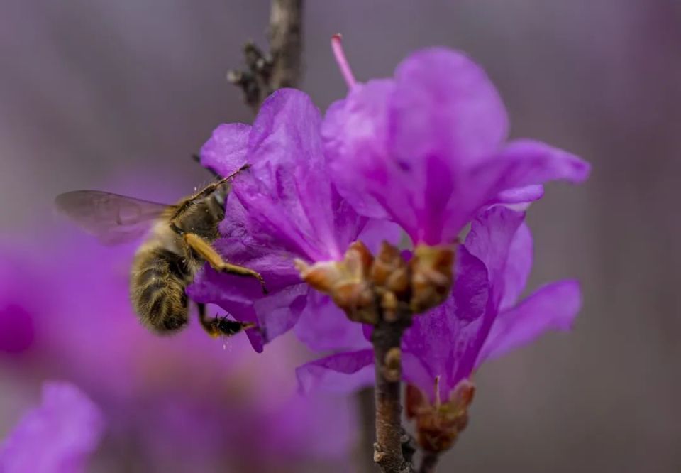 金达莱花是延边州的州花,是田野中开放的第一朵花,朝鲜族将金达莱花看