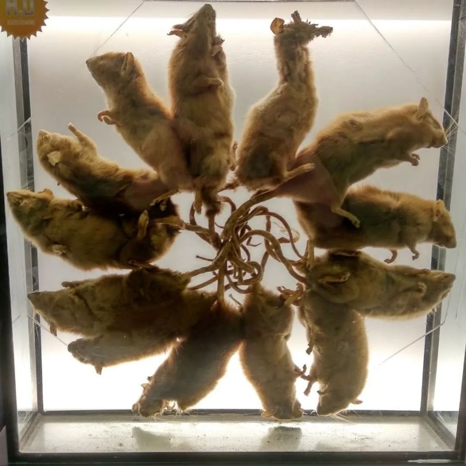 鼠王是否真实存在过?