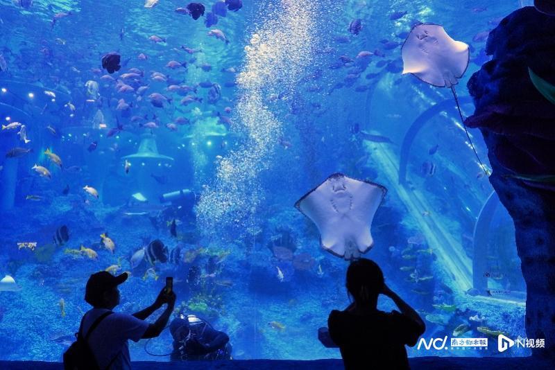 壁纸 海底 海底世界 海洋馆 水族馆 800_534