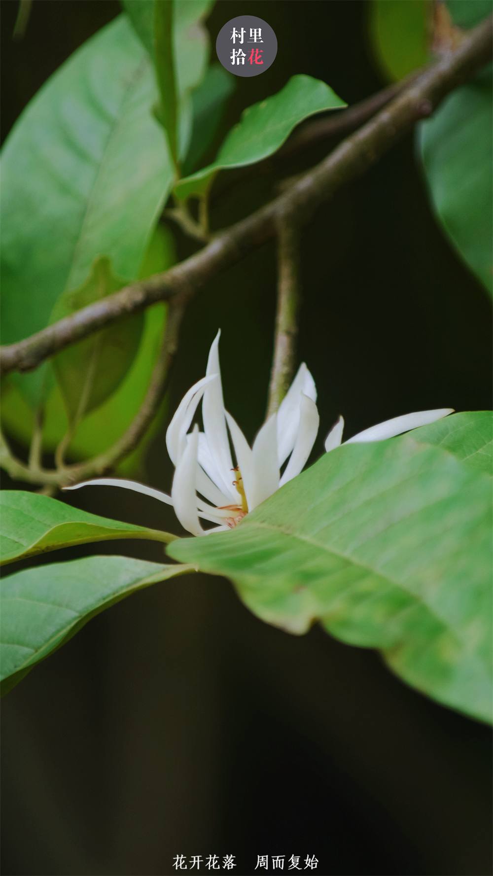 白兰花好看的图片真实图片