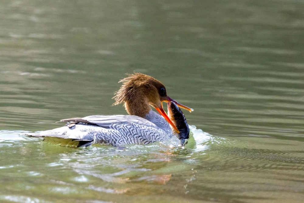 摄影师蹲守鸟中大熊猫捕鱼高手们真给面儿