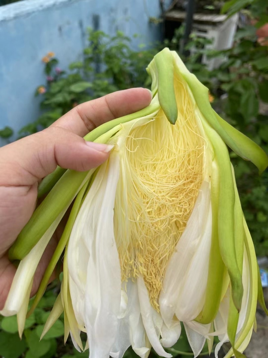 花开犹如昙花一现这种水果实在太惊艳