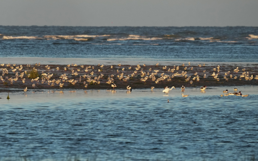河北北戴河生态筑巢鸟儿舞翩跹2