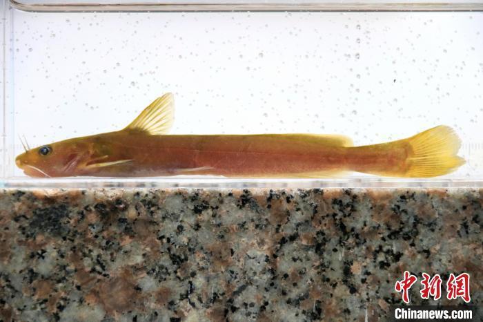 浙江九龙山国家级自然保护区发现新物种"吴越拟鲿"