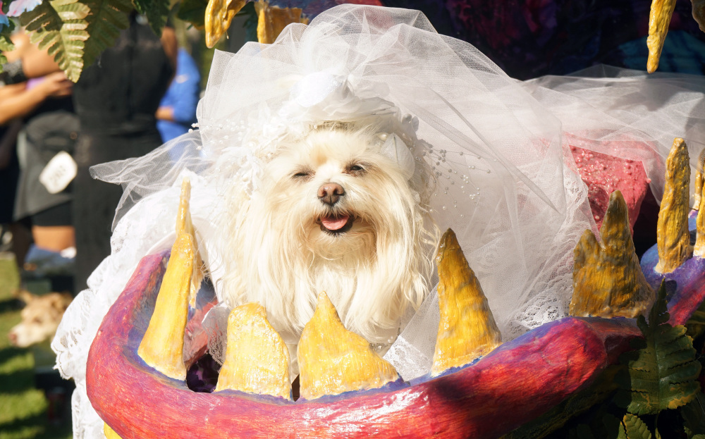 宠物狗航班美国首飞 票价6000美元