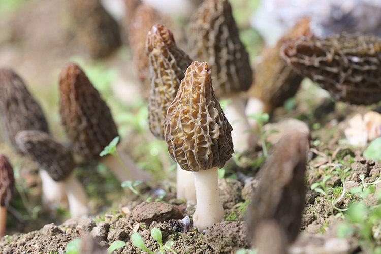 春来广元看青川春来第一鲜羊肚菌喜获丰收