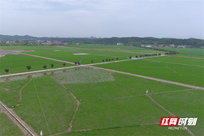 永兴县鲤鱼塘镇:践行绿色防控 新型诱捕器在行动