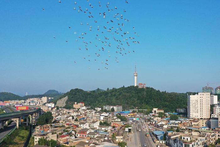 清镇市犁倭镇落实"五点减量法" 营造良好人居环境_腾讯新闻