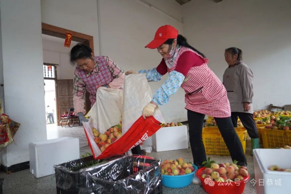 【巩固拓展脱贫攻坚成果 全面推进乡村振兴】黄桃丰收采摘忙 为村民