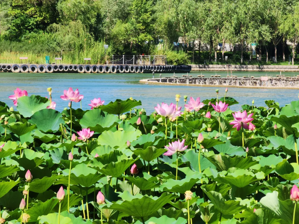 库尔勒:荷花盛放 美在当"夏"