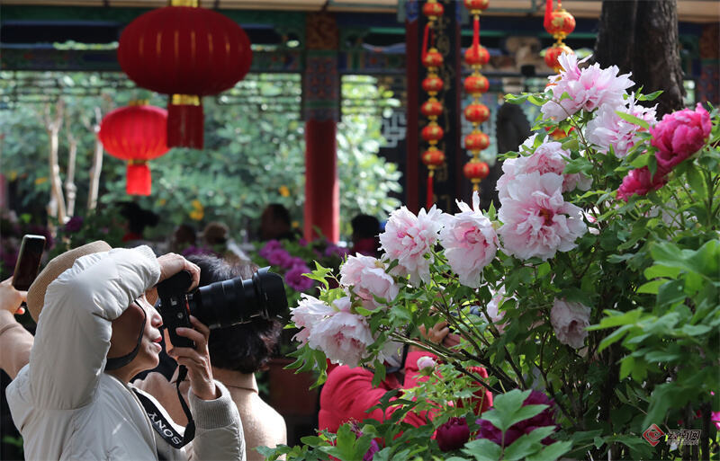 昆明昙华寺牡丹迎春绽放再现花潮盛景_腾讯新闻