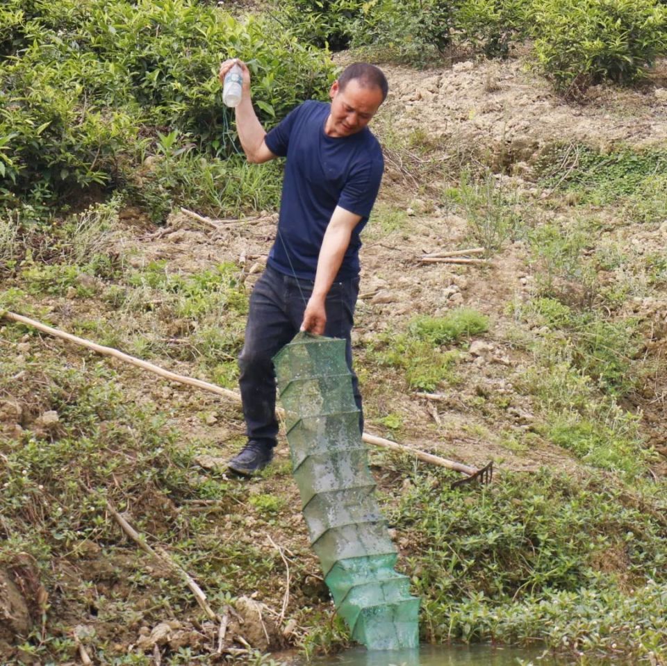 水库属于开放性水域,因此在养殖过程中,是将小龙虾种苗直接投放到水库