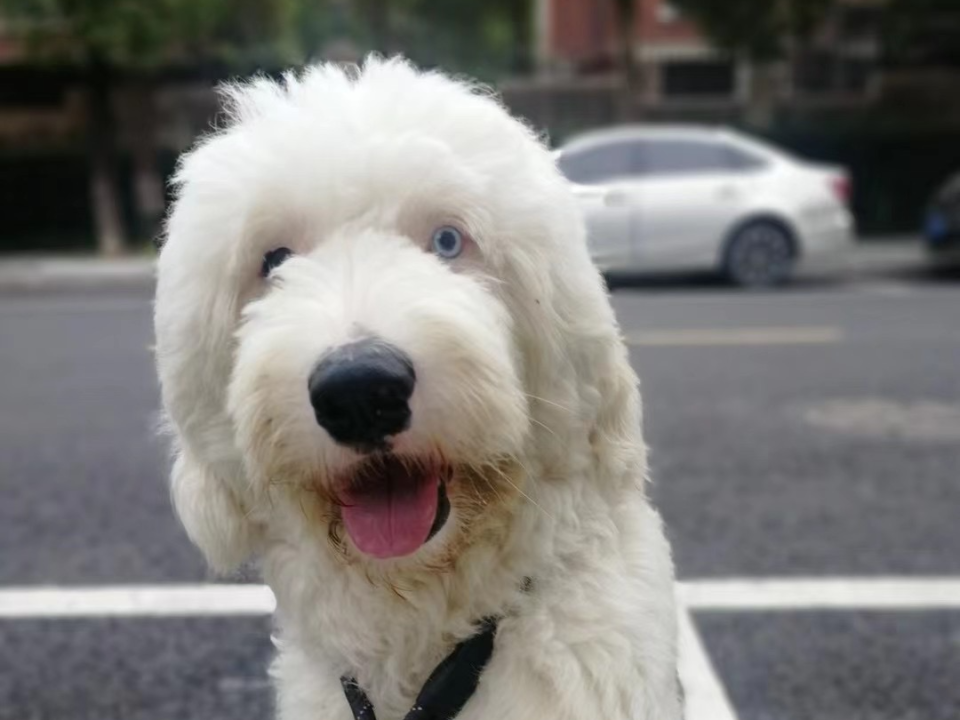 后来通过上海古牧犬会找到了新主人,现在omega还是个广告模特!