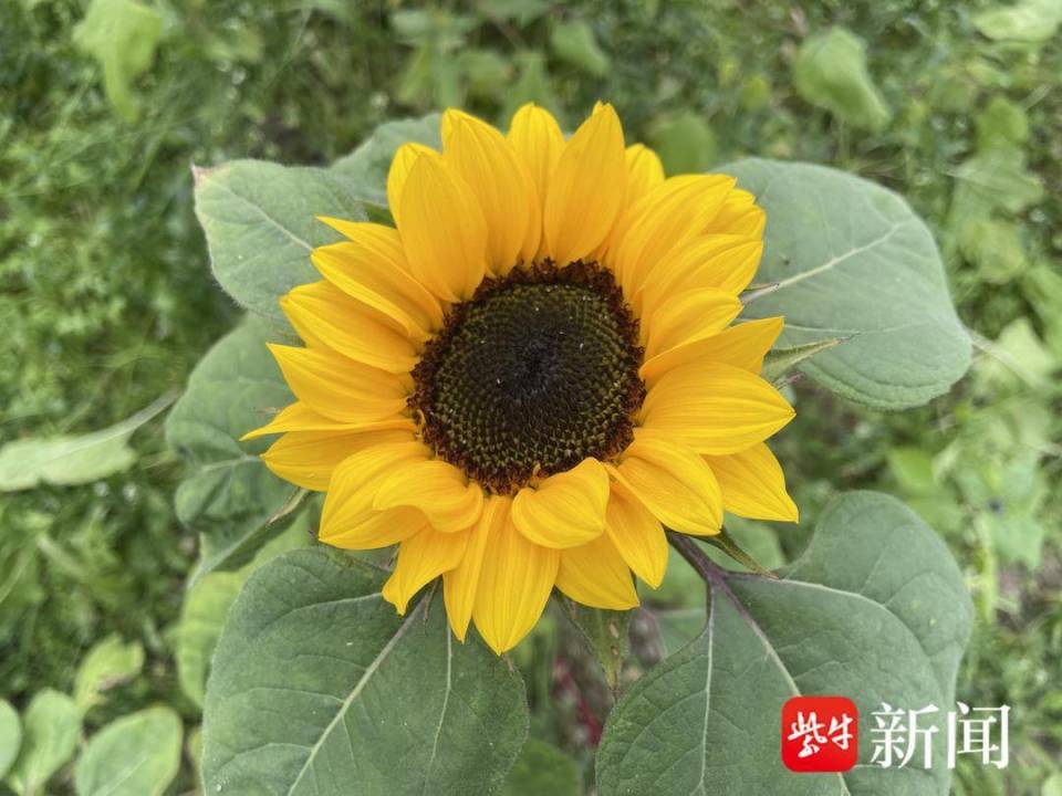 海安:向日葵开出好"丰"景_腾讯新闻