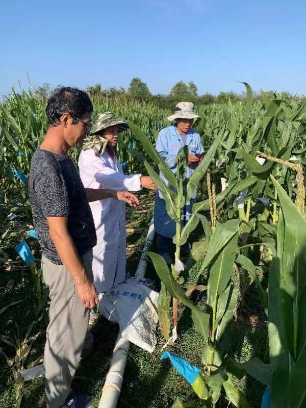 北京农学院张秋芝团队南繁北育培育玉米新品种