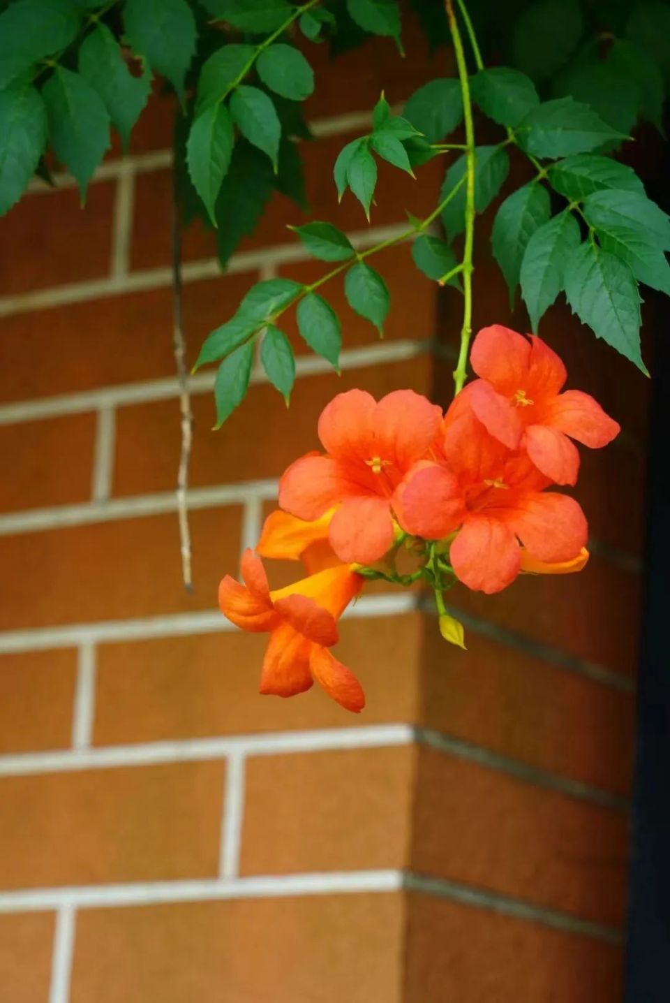静安这里凌霄花绽放