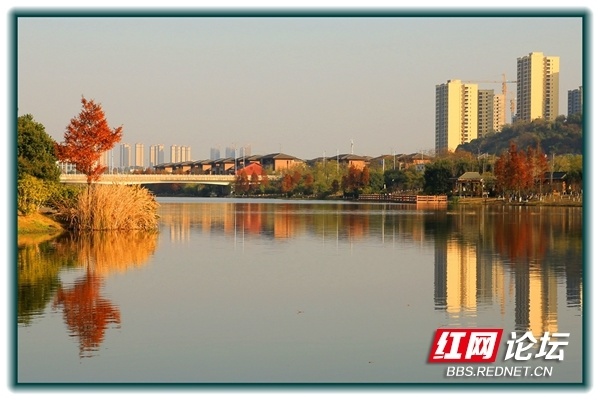 【每日一图@湖南】株洲万丰湖湿地公园的水杉红了,快来打卡秋日美景!