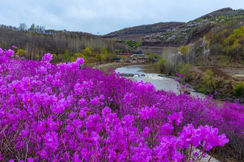 这个"南天门"不一般,金达莱花海开得正艳!
