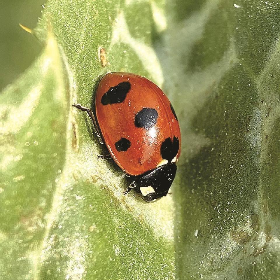 发动市民全城寻虫,编写最全本地昆虫名录,"上海昆虫家谱"项目是如何