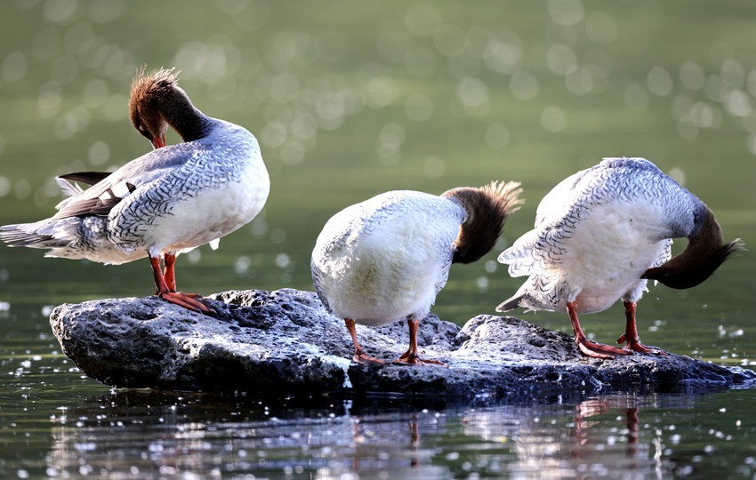 繁衍生息育雏忙 ——吉林省中华秋沙鸭保护成果丰硕